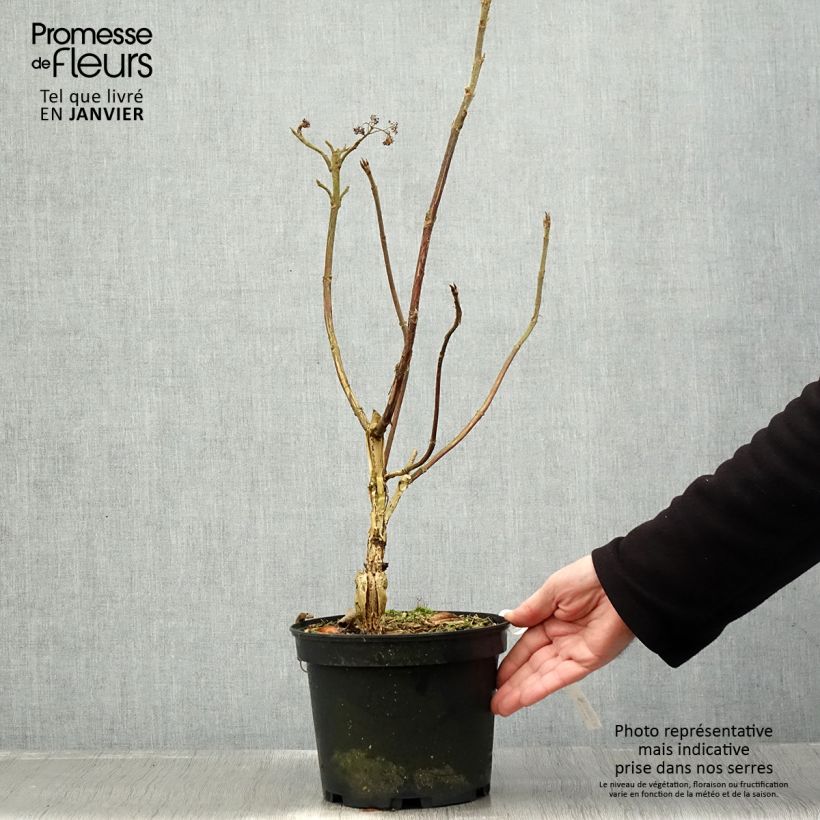 Exemplar von Hortensia - Hydrangea aspera villosa Velvet & Lace Pot de 4L/5L wie im Winter geliefert