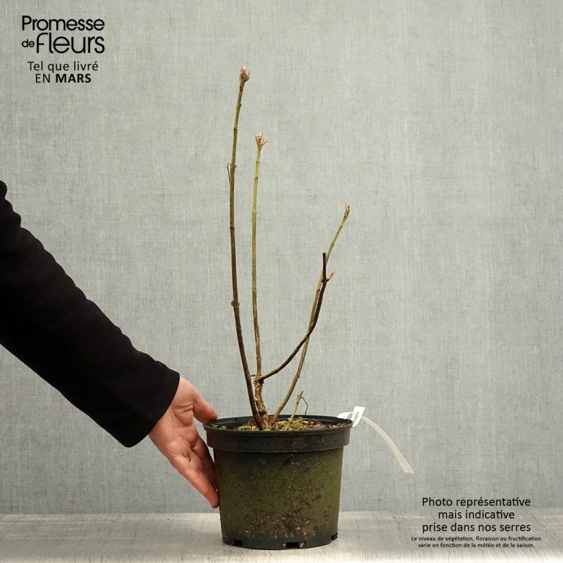 Example of Hydrangea aspera Velvet & Lace - Samthortensie Topf mit 4L/5L as you get in printemps