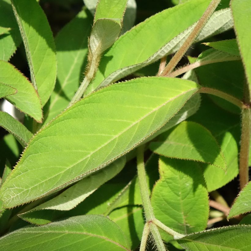 Hydrangea aspera Velvet & Lace - Samthortensie (Foliage)