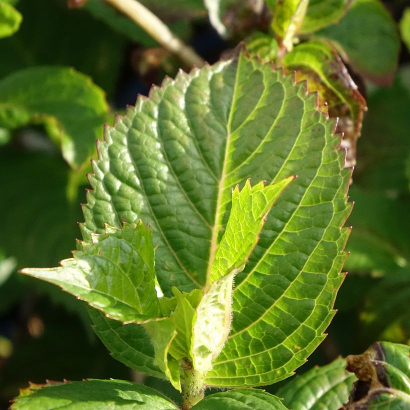 Hydrangea macrophylla Endless Summer Pop Star - Bauernhortensie (Laub)