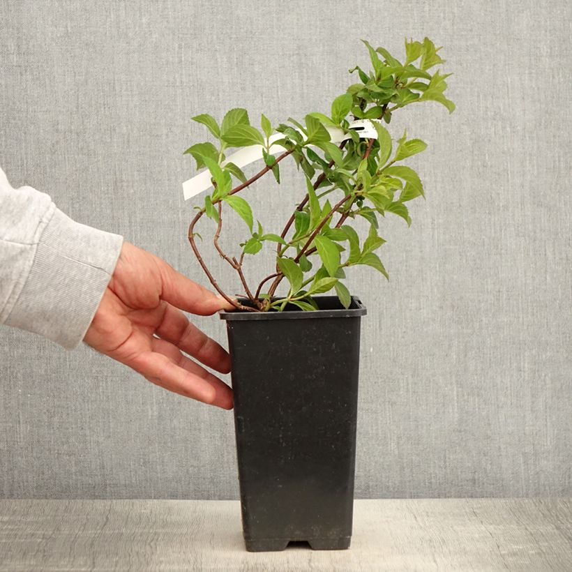 Exemplar von Hydrangea French Bolero - Girlanden-Hortensie Topf mit 1,5L/2L wie im Frühjahr geliefert