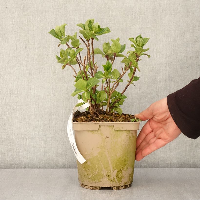 Example of Hydrangea macrophylla Amethyst - Bauernhortensie Topf mit 3L/4L as you get in printemps