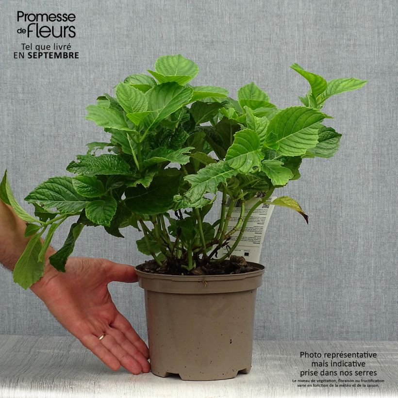 Exemplar von Hydrangea macrophylla Baron Rouge - Bauernhortensie Topf mit 2L/3L wie im Herbst geliefert
