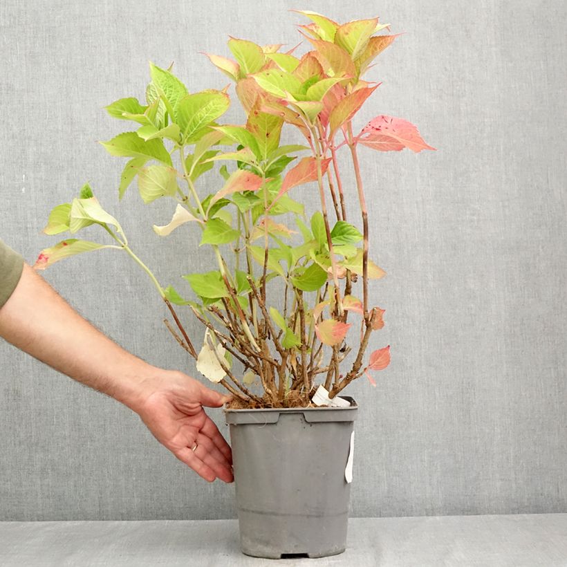 Exemplar von Hydrangea macrophylla Baron Rouge - Bauernhortensie Topf mit 4L/5L wie im Sommer geliefert