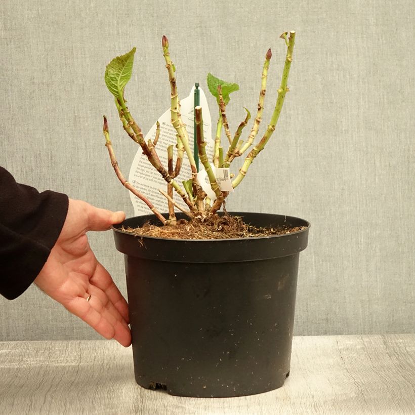 Exemplar von Hortensia - Hydrangea macrophylla Beautensia Spike Pot de 4L/5L wie im Herbst geliefert