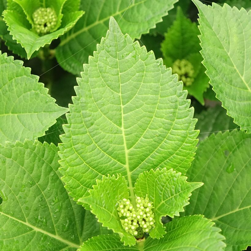Hydrangea macrophylla Beautensia Spike - Bauernhortensie (Foliage)