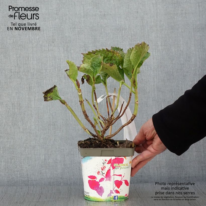 Exemplar von Hydrangea macrophylla Benelux Pink - Bauernhortensie Topf mit 2L/3L, Strauch wie im Herbst geliefert
