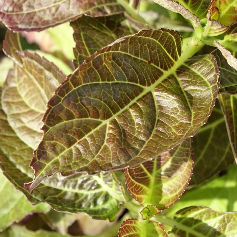 Hydrangea macrophylla Benthe - Bauernhortensie (Foliage)