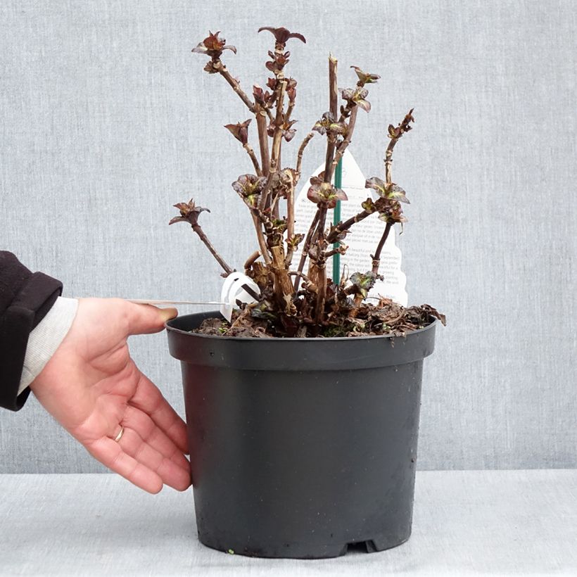 Example of Hydrangea macrophylla Benthe - Bauernhortensie Topf mit 4L/5L as you get in printemps