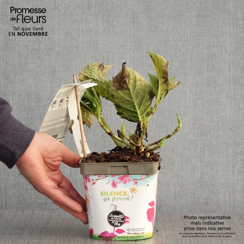 Exemplar von Hortensia - Hydrangea macrophylla Big Data Pink Pot de 2L/3L, Buisson, 5/6 branches wie im Herbst geliefert