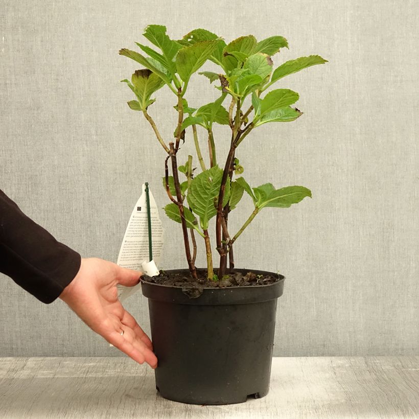 Exemplar von Hortensia - Hydrangea macrophylla Black Steel Purple Pot de 4L/5L wie im Herbst geliefert