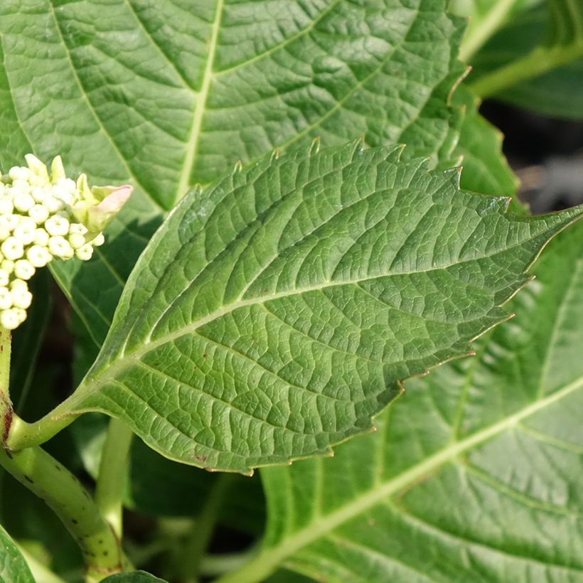 Hydrangea macrophylla Bloombuster Rosa - Bauernhortensie (Laub)
