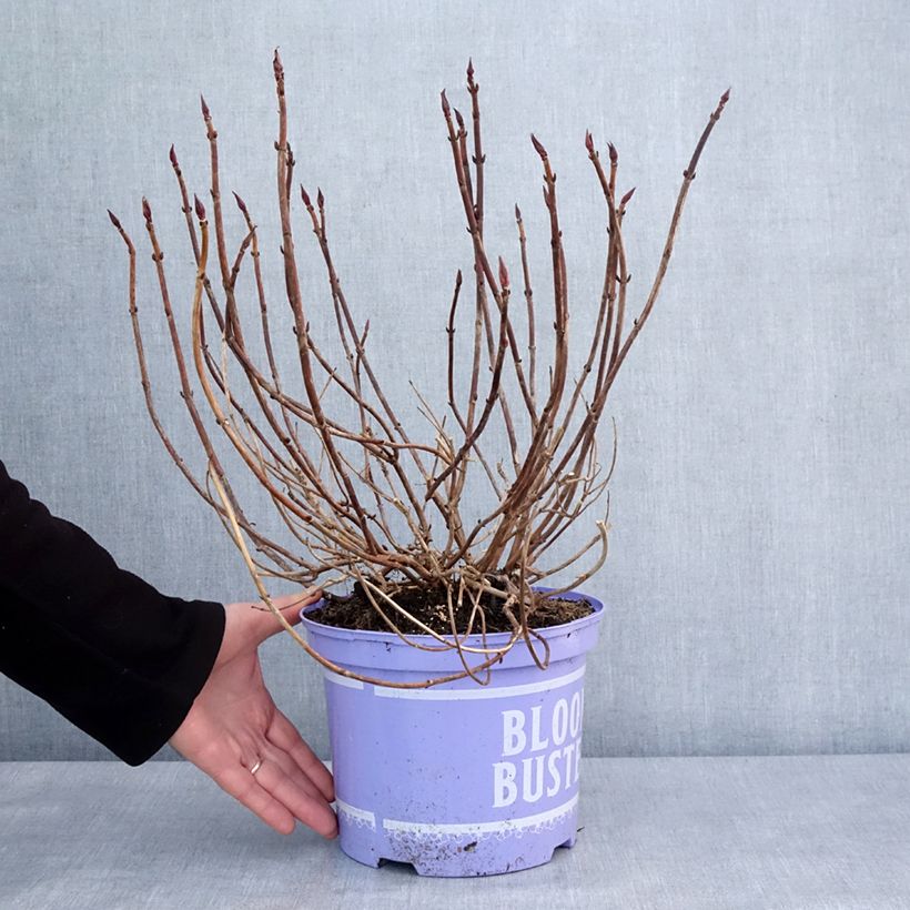 Exemplar von Hortensia - Hydrangea macrophylla Bloombuster rose Pot de 4L/5L wie im Winter geliefert