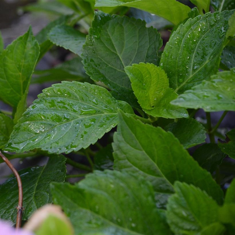 Hydrangea macrophylla Bodensee - Bauernhortensie (Foliage)