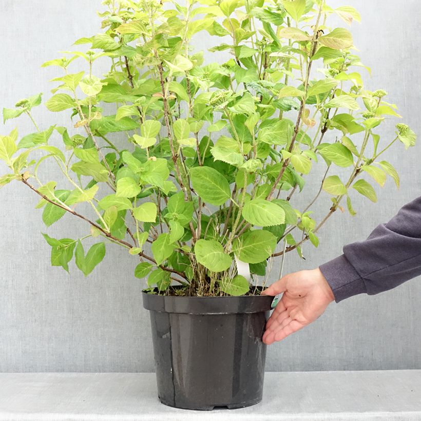 Example of Hydrangea macrophylla Bouquet Rose - Bauernhortensie Topf mit 7,5L/10L as you get in printemps