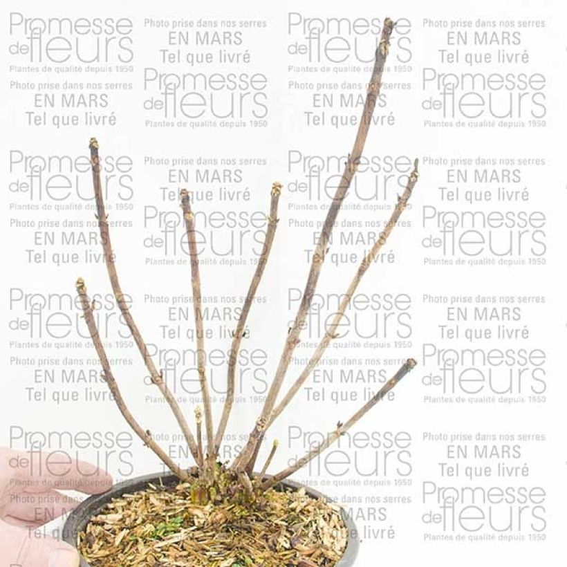 Beispiel eines Exemplars von Hydrangea macrophylla Camino - Bauernhortensie Topf mit 2L/3L, Strauch wie geliefert