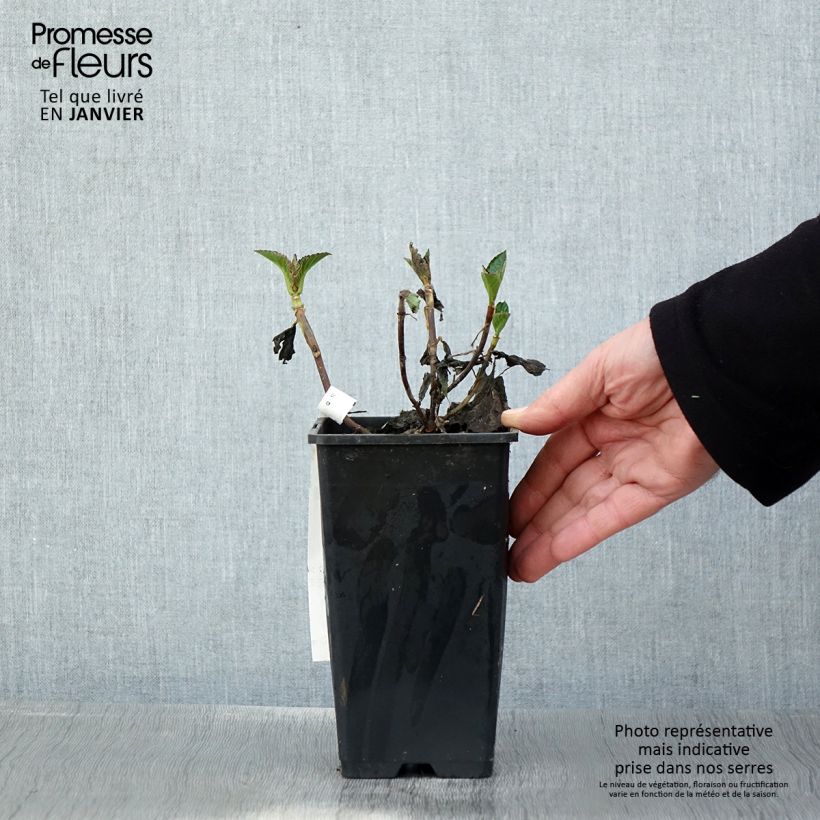 Example of Hydrangea macrophylla Chocolate Ever Belles - Bauernhortensie Topf mit 1,5L/2L as you get in hiver