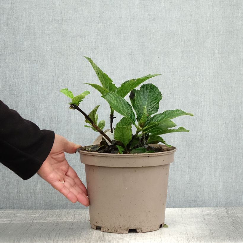 Exemplar von Hortensia - Hydrangea macrophylla Chocolate Ever Belles Hokomachoko Pot de 4L/5L wie im Herbst geliefert