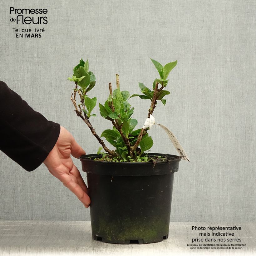 Example of Hydrangea macrophylla Chocolate Ever Belles - Bauernhortensie Topf mit 4L/5L as you get in printemps