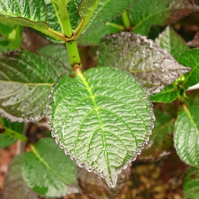 Hydrangea macrophylla Chocolate Ever Belles - Bauernhortensie (Foliage)