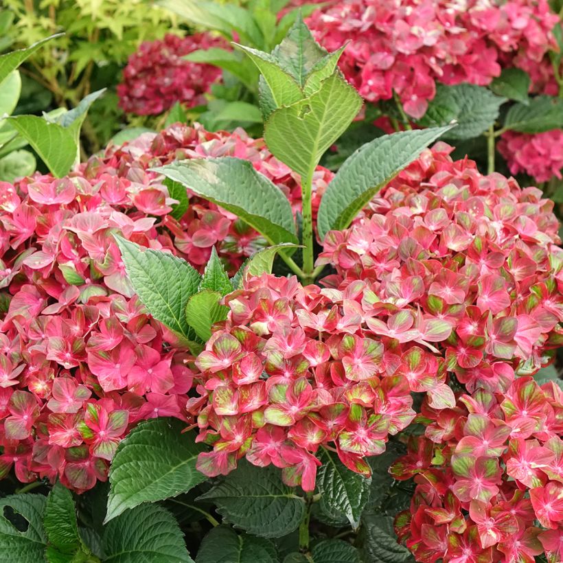 Hydrangea macrophylla Chocolate Ever Belles - Bauernhortensie (Flowering)