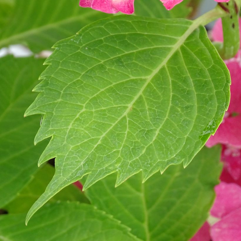 Hydrangea macrophylla Constellation - Bauernhortensie (Laub)