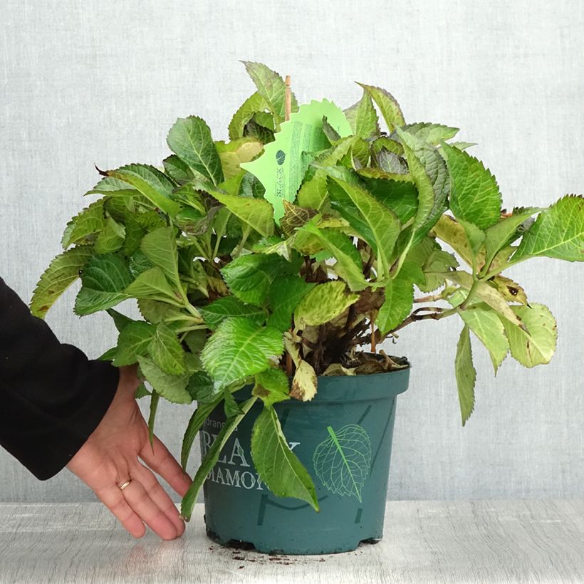 Exemplar von Hydrangea macrophylla Dark Angel Purple - Bauernhortensie Topf mit 2L/3L wie im Herbst geliefert