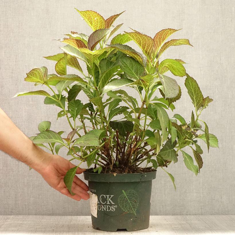 Exemplar von Hydrangea macrophylla Dark Angel Purple - Bauernhortensie Topf mit 2L/3L wie im Sommer geliefert