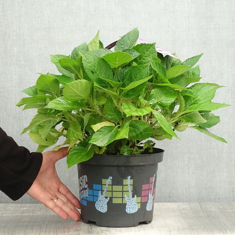 Exemplar von Hydrangea macrophylla Deep Purple Dance - Bauernhortensie Topf mit 4L/5L, Strauch wie im Herbst geliefert