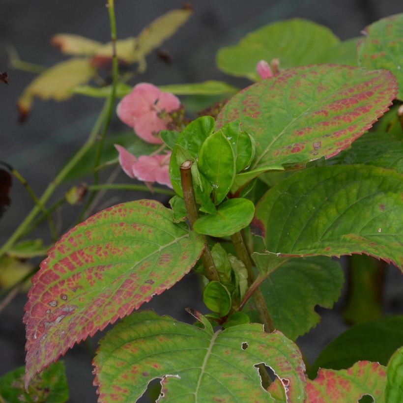 Hydrangea macrophylla Dolce Gipsy - Bauernhortensie (Foliage)
