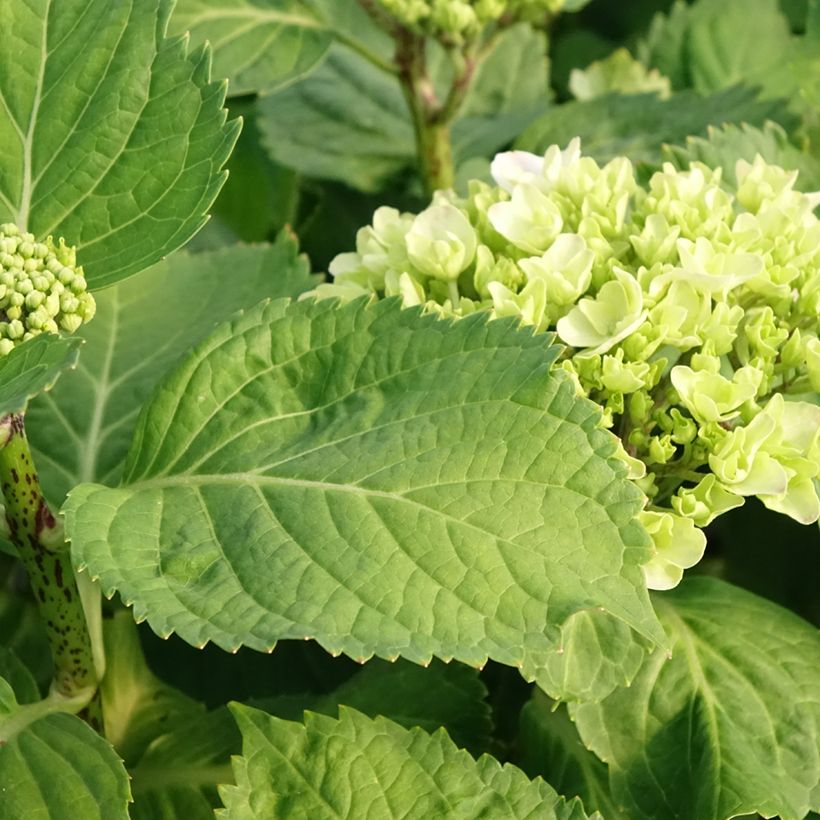 Hydrangea macrophylla Early Blue - Bauernhortensie (Laub)