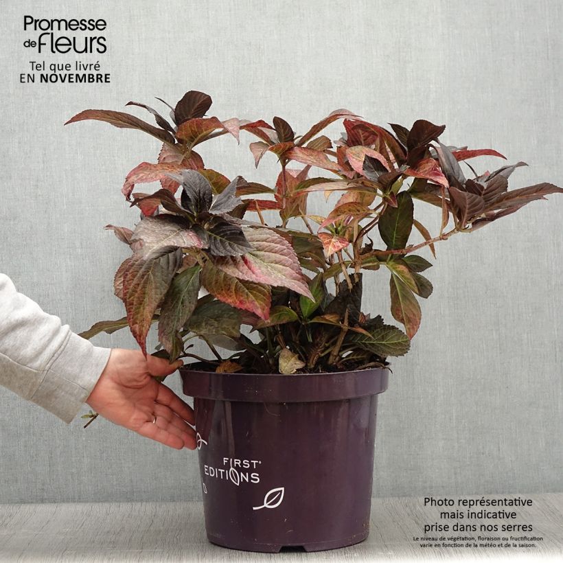 Exemplar von Hortensia - Hydrangea macrophylla Eclipse Pot de 3L/4L wie im Herbst geliefert