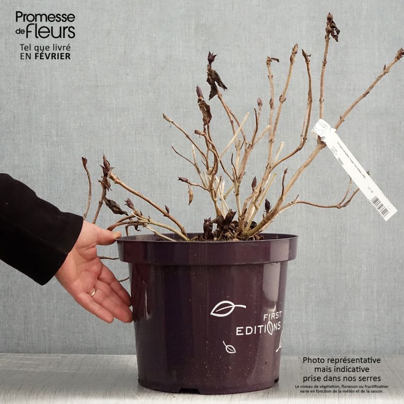 Exemplar von Hydrangea macrophylla Eclipse - Bauernhortensie Topf mit 3L/4L wie im Winter geliefert