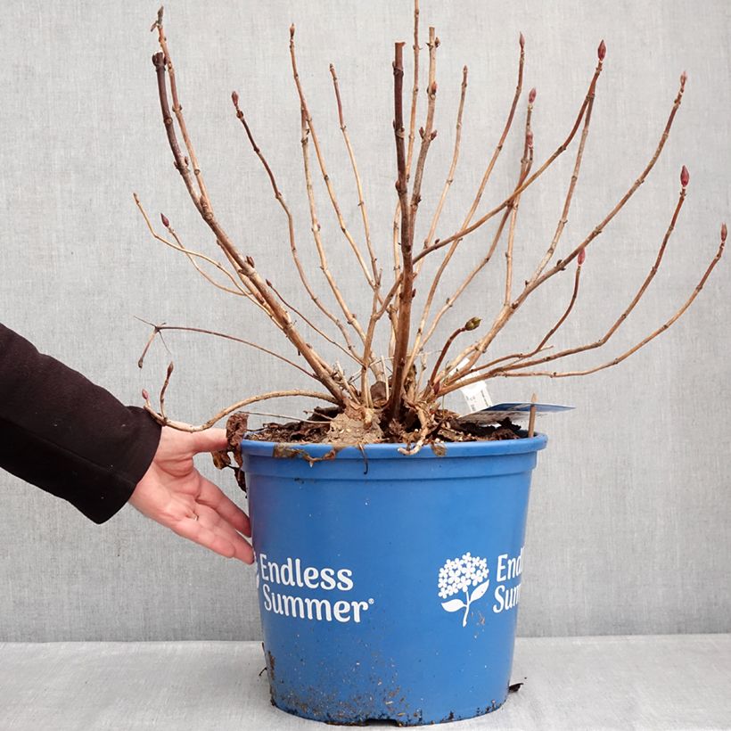 Example of Hydrangea macrophylla Endless Summer The Bride - Bauernhortensie Topf mit 12L/15L as you get in hiver