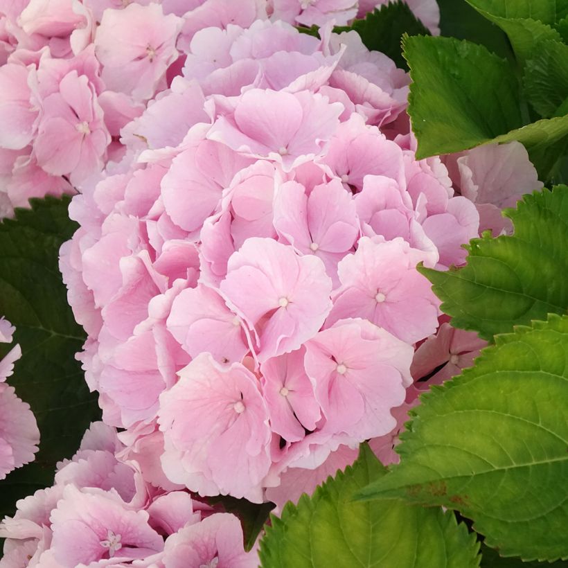Hydrangea macrophylla Everbloom® Pink Wonder - Bauernhortensie (Blüte)