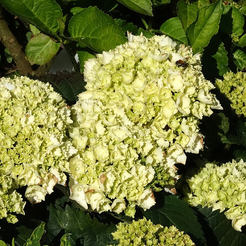 Hydrangea macrophylla Everbloom® White Wonder - Bauernhortensie (Blüte)