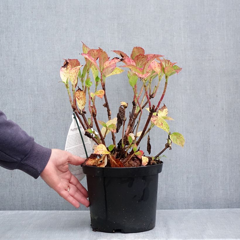 Exemplar von Hydrangea macrophylla Fantasia - Bauernhortensie Topf mit 3L/4L wie im Herbst geliefert