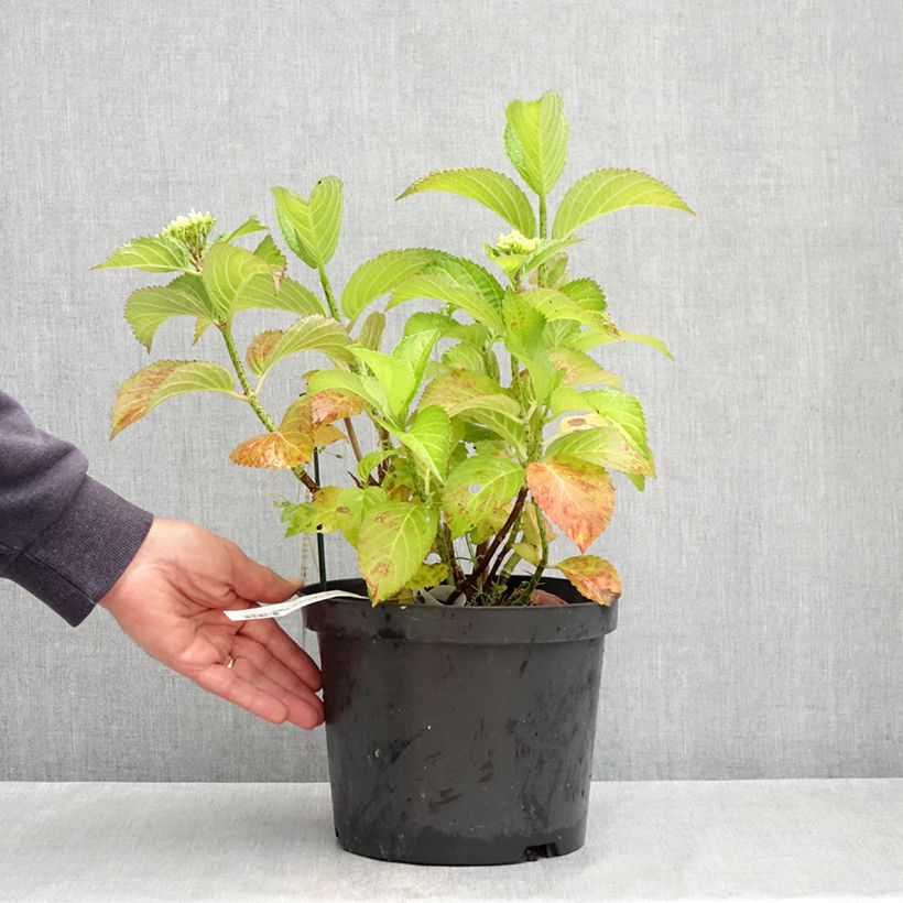 Example of Hydrangea macrophylla Fantasia - Bauernhortensie Topf mit 3L/4L as you get in printemps