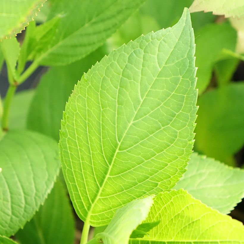 Hydrangea macrophylla Glowing Amber - Bauernhortensie (Foliage)