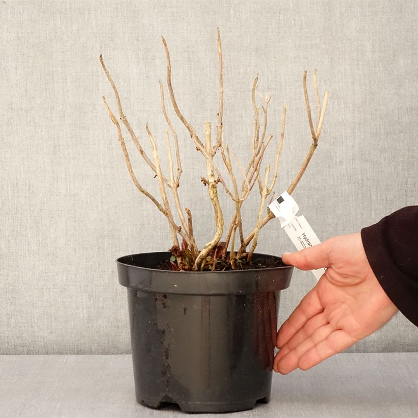 Exemplar von Hydrangea macrophylla 'Horcos' GRÄFIN COSEL ( SAXON® series ) - Bauernhortensie Topf mit 3L/4L wie im Frühjahr geliefert