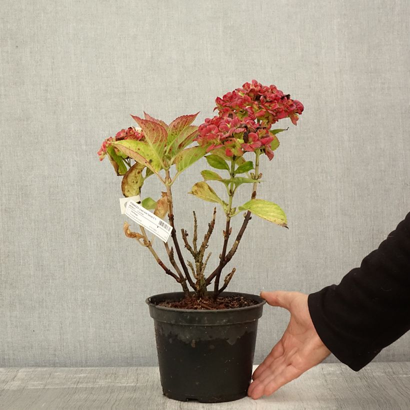 Exemplar von Hortensia - Hydrangea macrophylla Green Ever Belles Pot de 2L/3L wie im Herbst geliefert