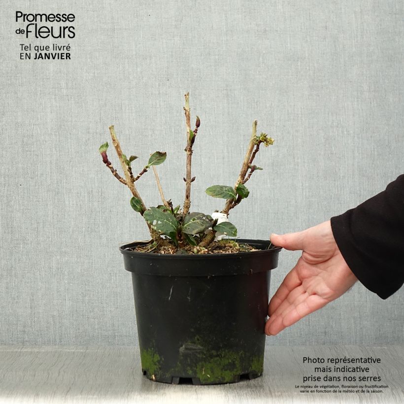 Exemplar von Hydrangea macrophylla Green Ever Belles - Bauernhortensie Topf mit 2L/3L wie im Winter geliefert