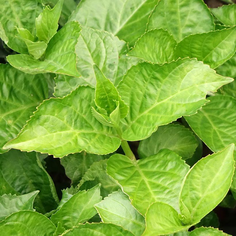 Hydrangea macrophylla Immaculata - Bauernhortensie (Laub)