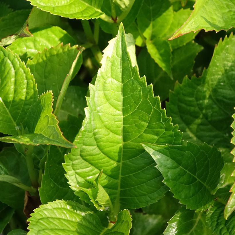 Hydrangea macrophylla Teller Kardinal - Bauernhortensie (Laub)