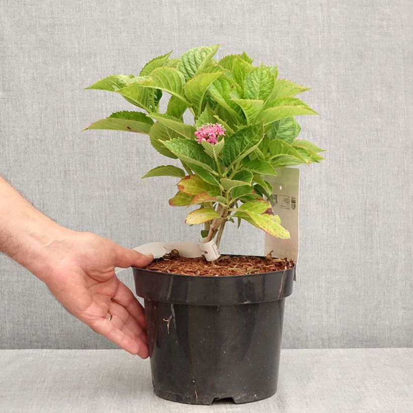 Exemplar von Hydrangea macrophylla Kardinal Violet - Bauernhortensie Topf mit 2L/3L wie im Sommer geliefert