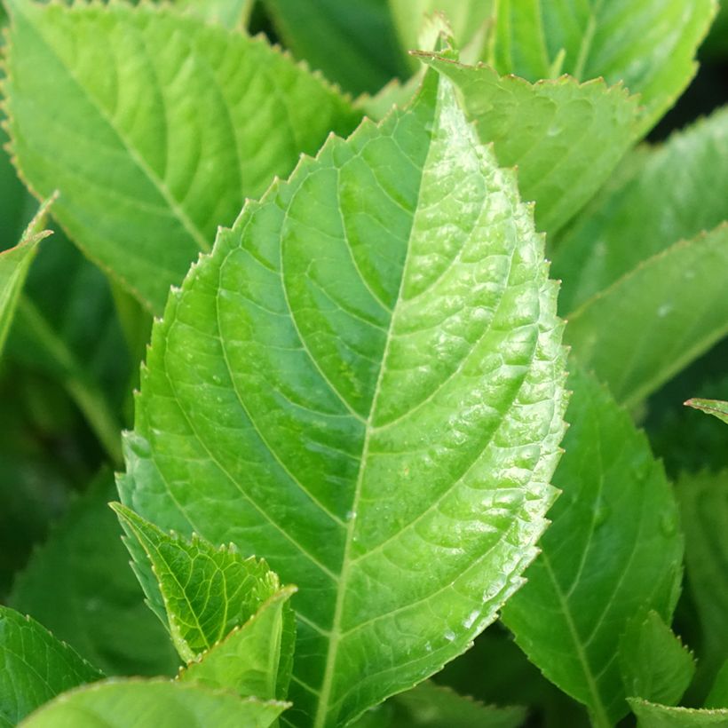 Hydrangea macrophylla Kardinal Violet - Bauernhortensie (Foliage)