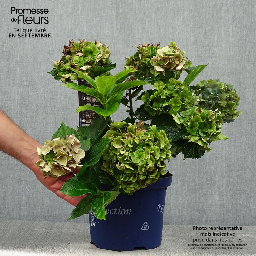 Exemplar von Hydrangea macrophylla Lady Mata Hari - Bauernhortensie Topf mit 2L/3L wie im Herbst geliefert