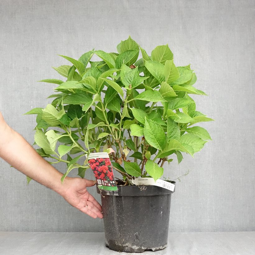 Exemplar von Hydrangea macrophylla Leuchtfeuer - Bauernhortensie Topf mit 7,5L/10L wie im Sommer geliefert