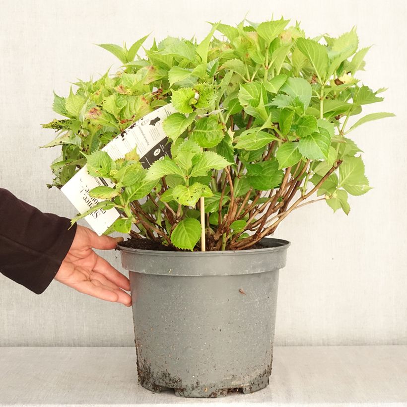 Exemplar von Hydrangea macrophylla Leuchtfeuer - Bauernhortensie Topf mit 7,5L/10L wie im Frühjahr geliefert
