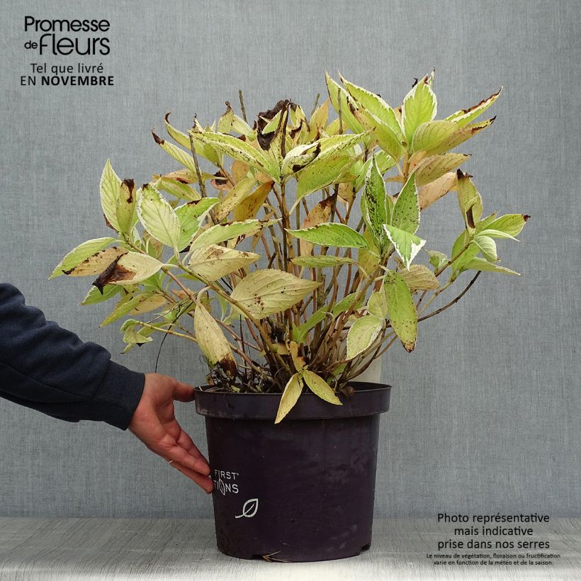 Exemplar von Hydrangea macrophylla Light'o'Day - Bauernhortensie Topf mit 7,5L/10L wie im Herbst geliefert
